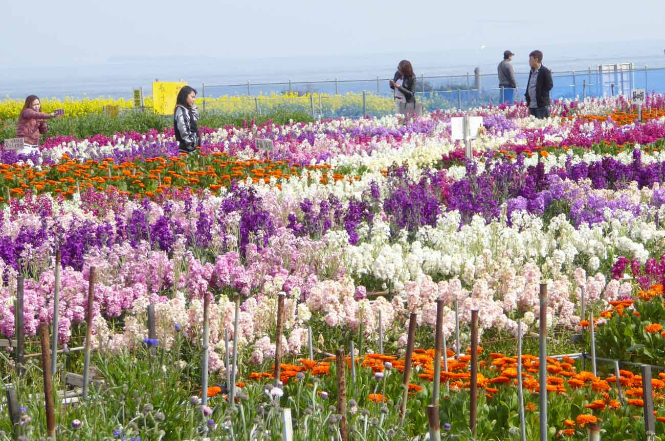 花の画像 写真 100 千葉 花 見頃