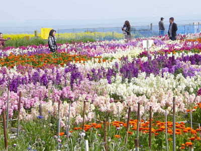 √ダウンロード 千葉 花 見ごろ 329690-千葉 花 見頃 2月