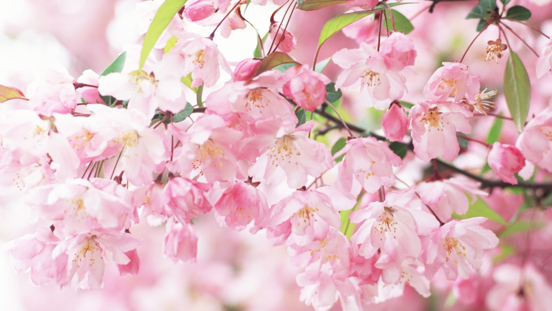 最高のpc 壁紙 19x1080 春 最高の花の画像