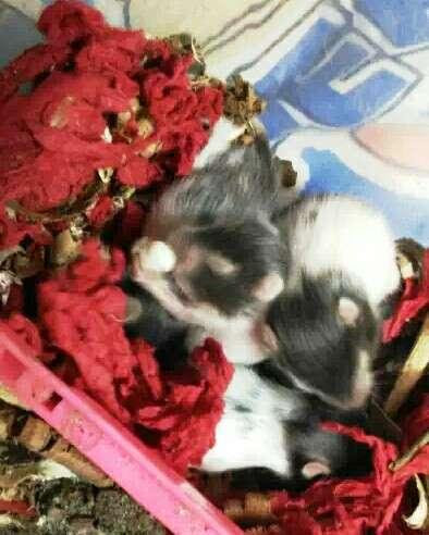 Portail des communes de france : Very Cute Hamster Babies For Sale 1000 For Single And 1500 For Pair For Sale In Kurnool Assam Classified Indialisted Com