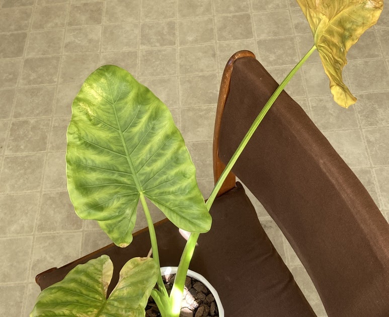 クワズイモ 葉 小さい白い虫 apo