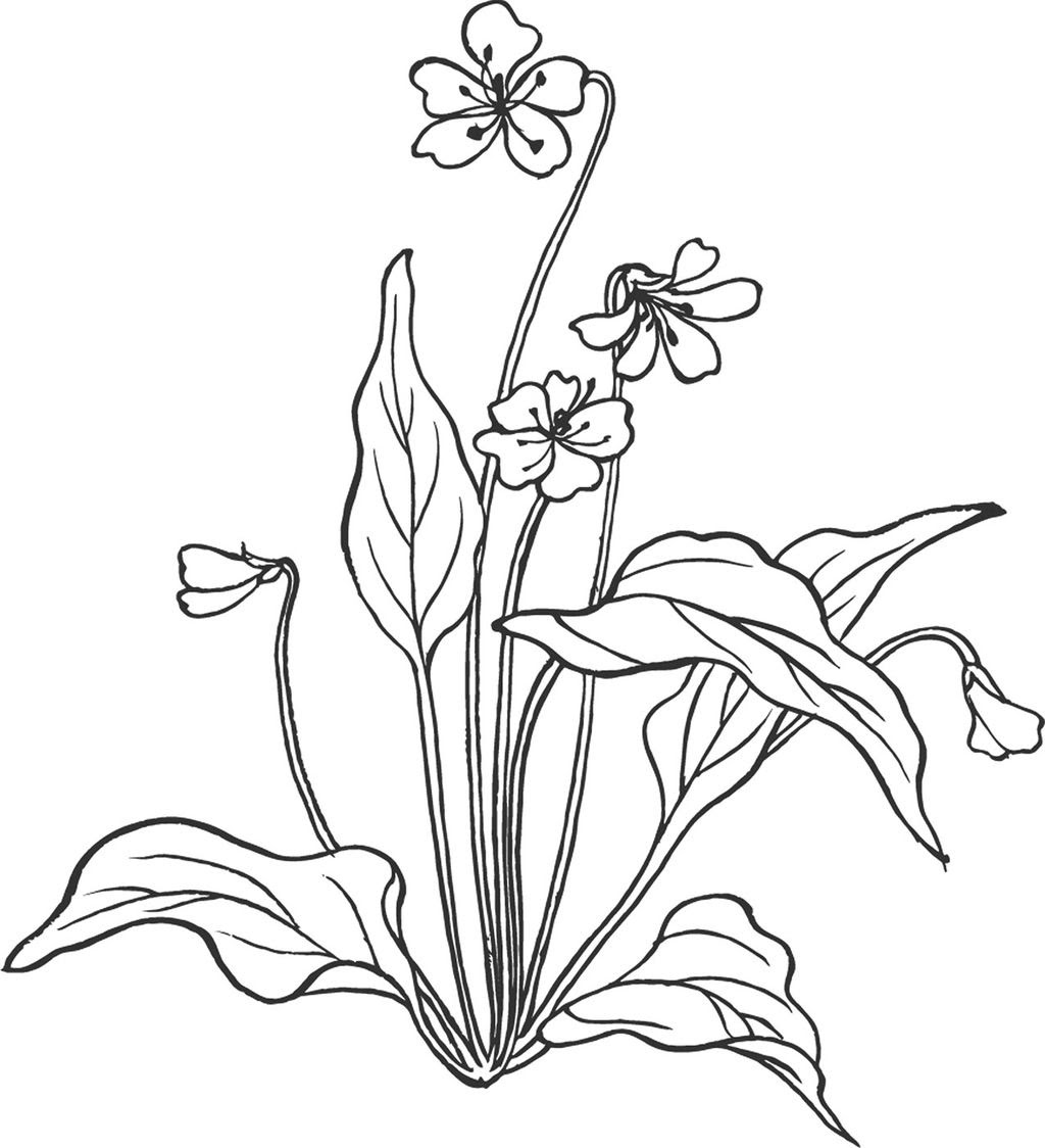 一輪の花 イラスト 白黒