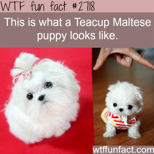 Try the craigslist app » android ios. Teacup Maltese Dog Facts