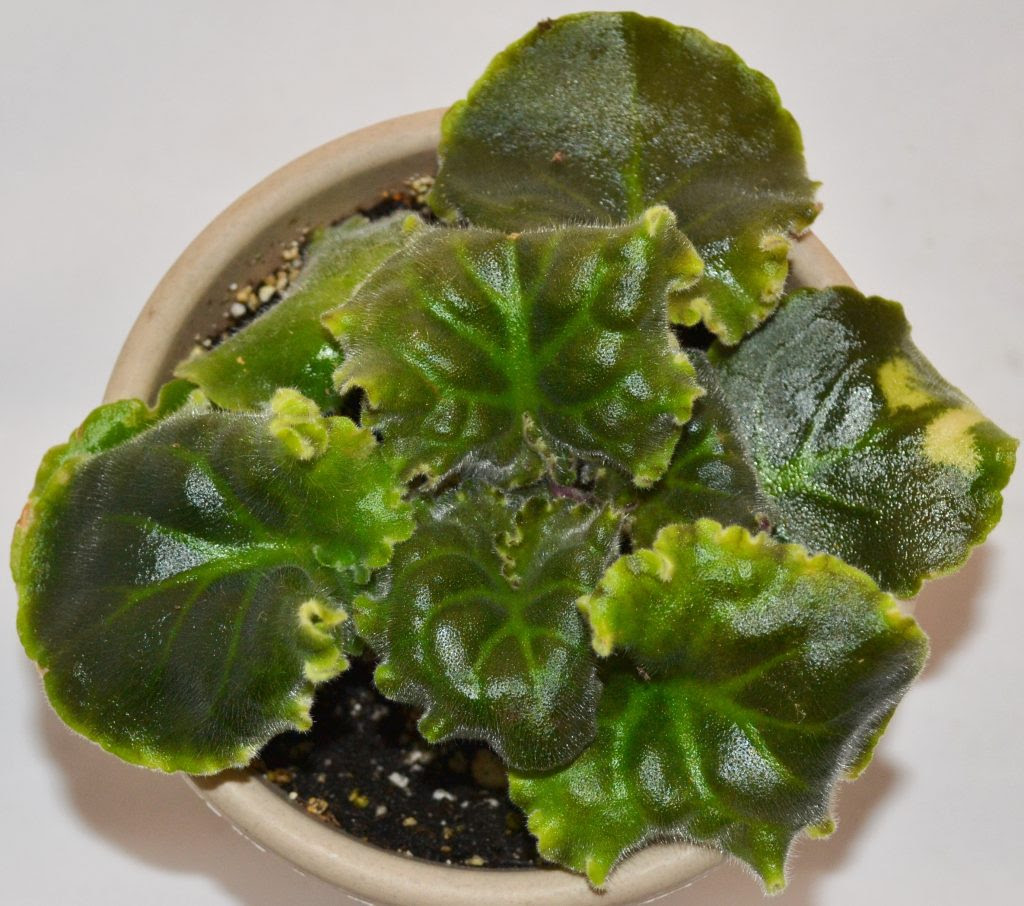 The stems start growing longer in size and growing upwards as if they are reaching for the light. Why Are My African Violet Leaves Curling Upwards Or Downwards Baby Violets
