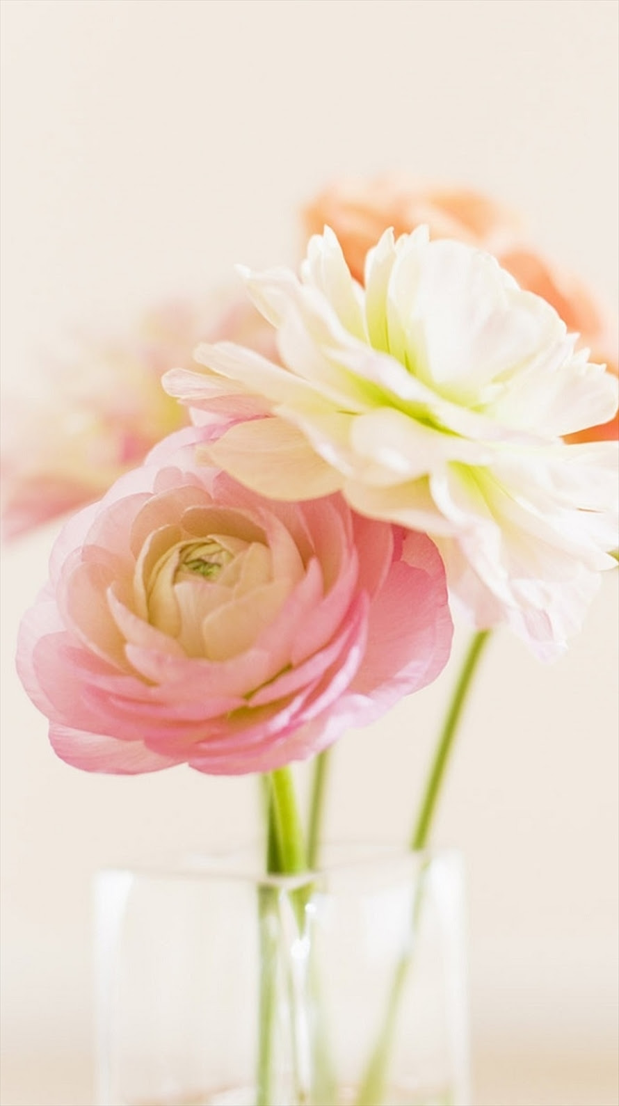 最も選択された ピンク 花 壁紙 シンプル Picblog4jp