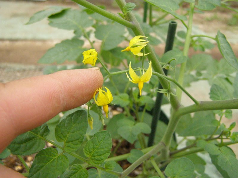 トップ100 ミニトマト 花 おしべ めしべ 最高のぬりえ