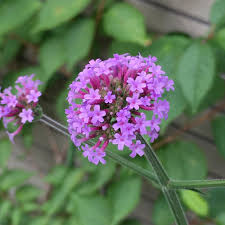 ベスト50 花 言葉 守る すべての美しい花の画像