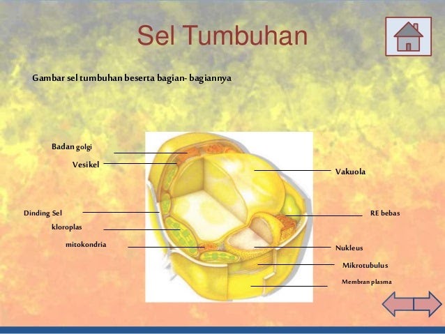  Gambar  Sel  Tumbuhan Dan  Bagian Bagiannya Berbagai Bagian 