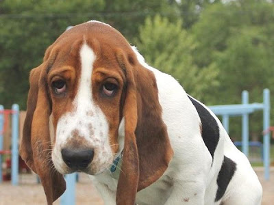 【ベストコレクション】 ハッシュパピー 犬種 647728-ハッシュパピー 犬種