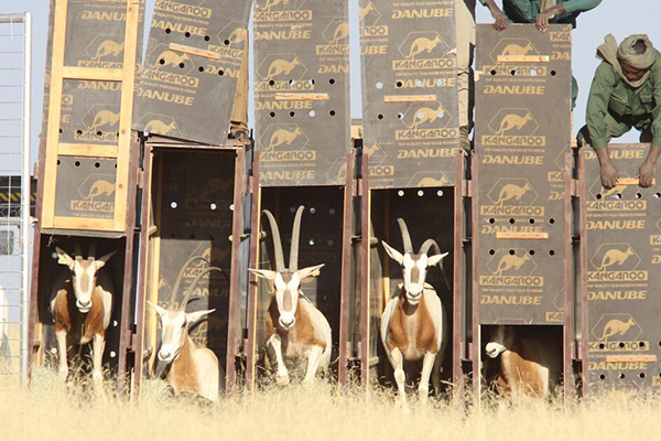 Scimitar horned oryx