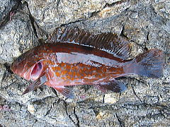 元の磯釣り 魚図鑑 最高の花の画像