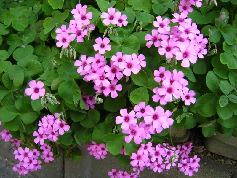 美しい花の画像 驚くばかりピンク 小さい花