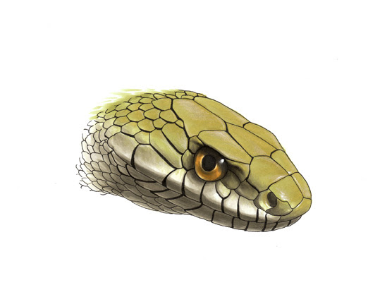 人気ダウンロード かっこいい 蛇 イラスト 描き 方 あなたのためのクールな画像