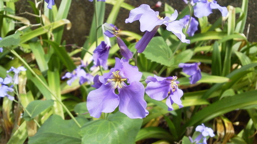 これまでで最高の春 雑草 紫 すべての美しい花の画像