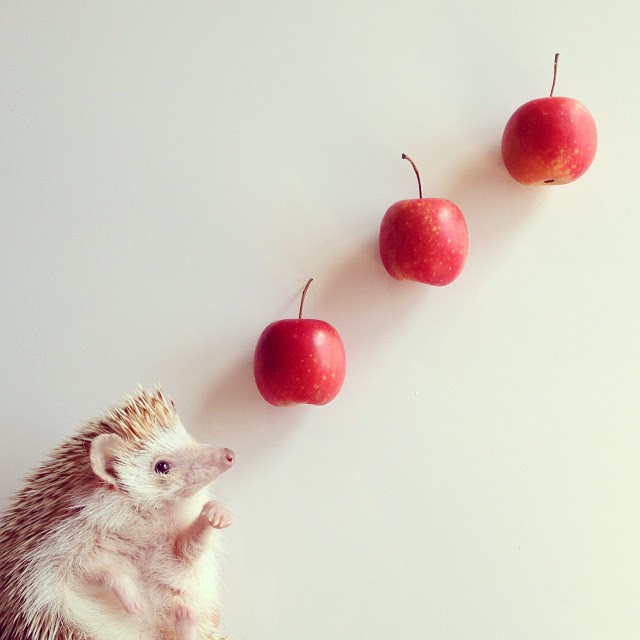 50 素晴らしいハリネズミ 壁紙 Iphone イラスト すべての美しい花の画像
