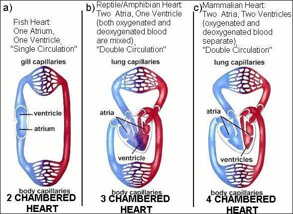 The pumped blood carries oxygen and nutrients to the body, while carrying metabolic waste such as carbon dioxide to the lungs. The Vertebrate Animal Heart Unevolvable Whether Primitive Or Complex