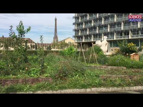 Il y a un potager à l'Unesco