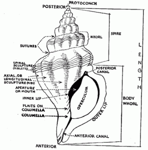  Invertebrata  Molusca ILMU BIOLOGI