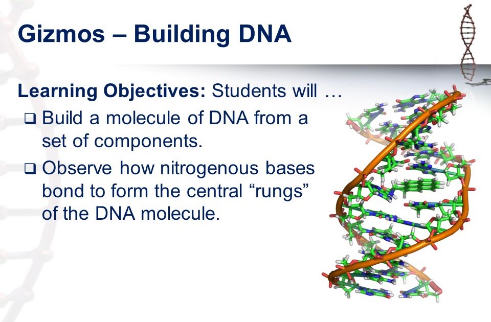 Building Dna Gizmo Answer Key : Student Exploration ...
