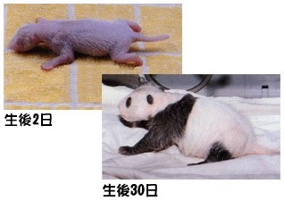 ユニークパンダ 赤ちゃん 大きさ すべての動物画像