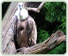 ˈsikːim) is a state in northeastern india. Sikkim Wildlife Wildlife In Sikkim Sikkim Wildlife Sanctuary Wildlife Sanctuaries In Sikkim India