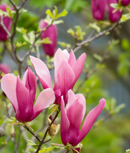 最高花 言葉 木蓮 最高の花の画像