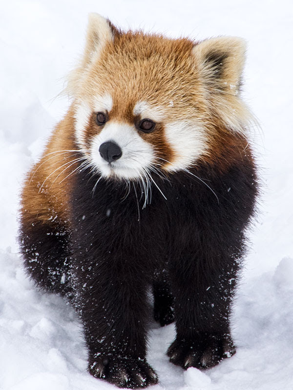 レッサーパンダ 壁紙 あなたのための壁紙画像 Itulahkabegami