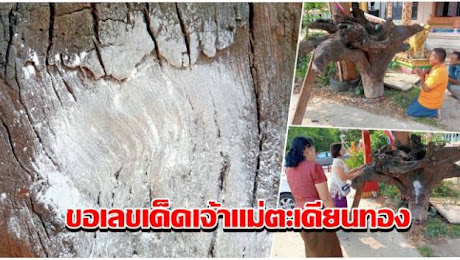 บ้านเมือง - เฮี้ยน! ตอตะเคียน 200 ปี ชาวบ้านแห่ขอเลขเด็ด