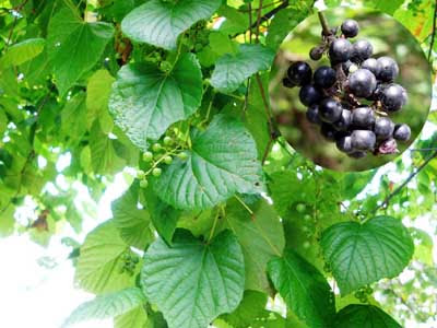 食べ られる 木の実 図鑑 食べられる木の実 図鑑