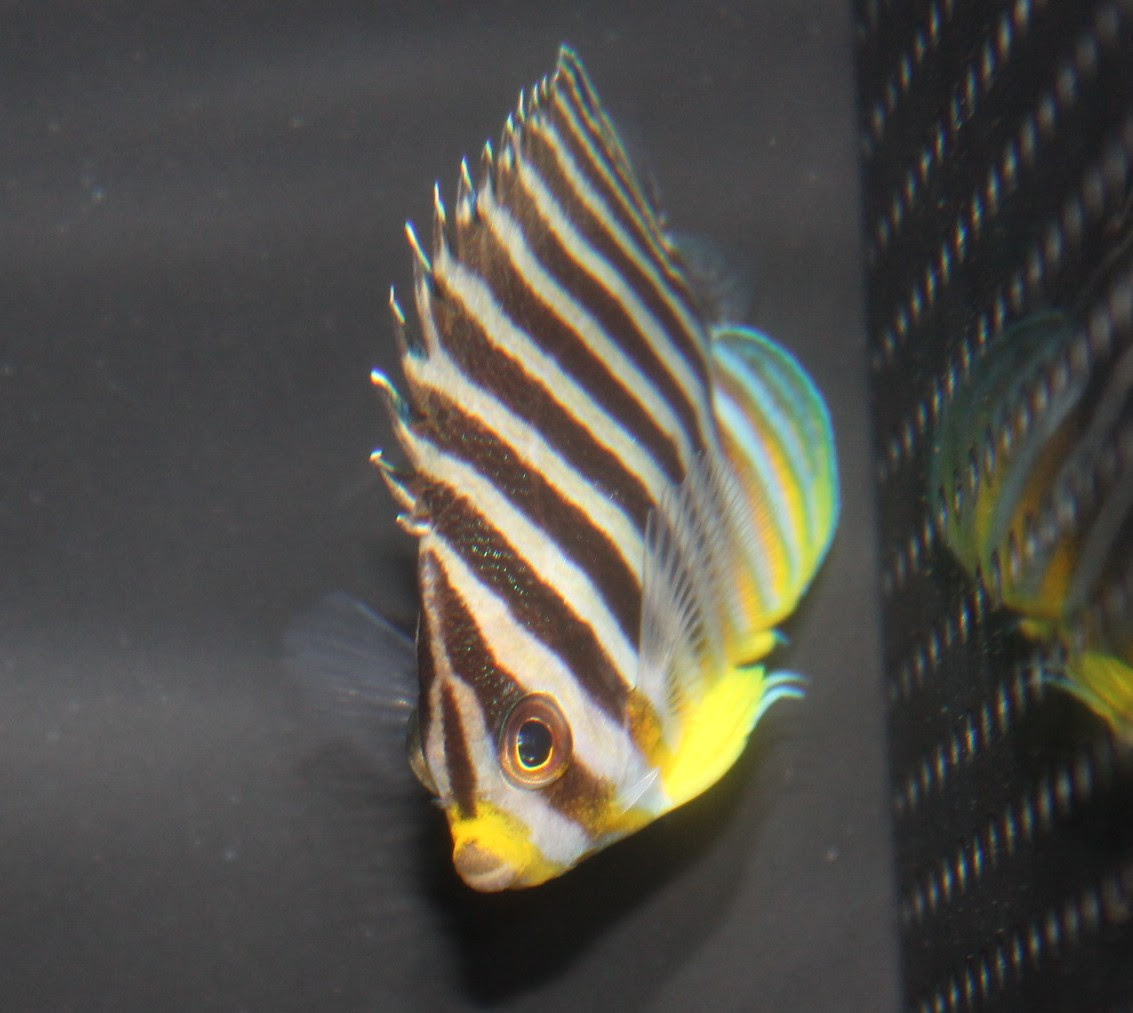 驚くばかり熱帯魚 シマシマ 最高の花の画像
