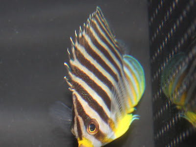 200以上 熱帯魚 シマシマ 280181-熱帯魚 しましま 小さい