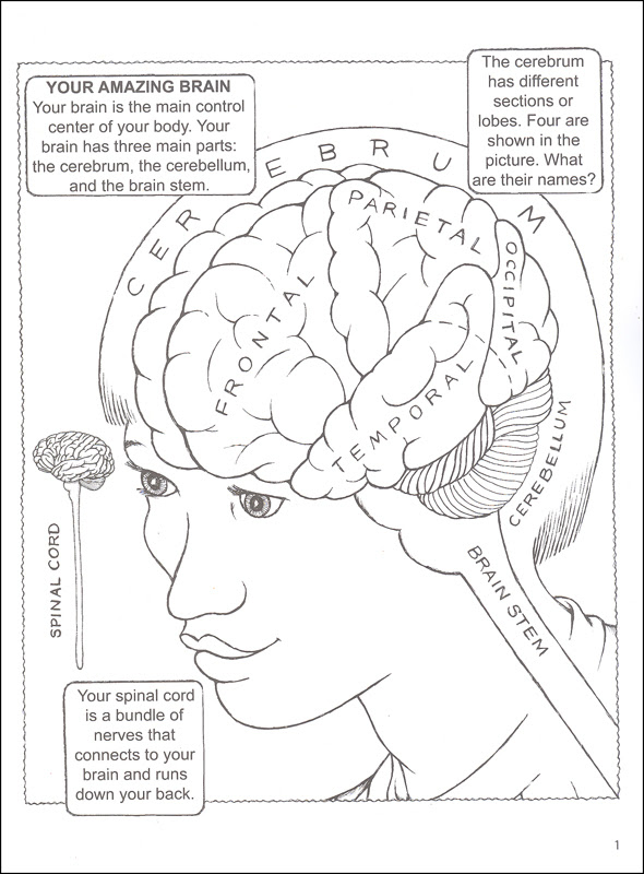 Download Colouring Book Neuroanatomy Pdf - Kids and Adult Coloring Pages