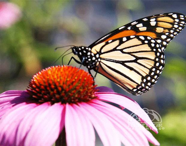 Hummingbirds are not just attracted to flowers. How To Attract Butterflies Hummingbirds Perennial Gardening