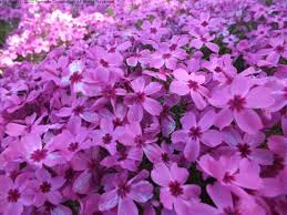 美しい花の画像 新鮮なシバザクラ 花 言葉