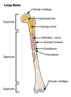 Primary features of a long bone. Chapter 5 The Skeletal System Lessons Blendspace