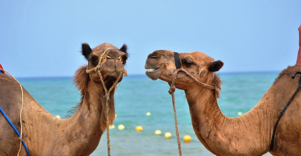 Accommodations ~ how much does it cost to go to egypt? A Guide To Volunteering Abroad In Egypt Go Volunteer Africa