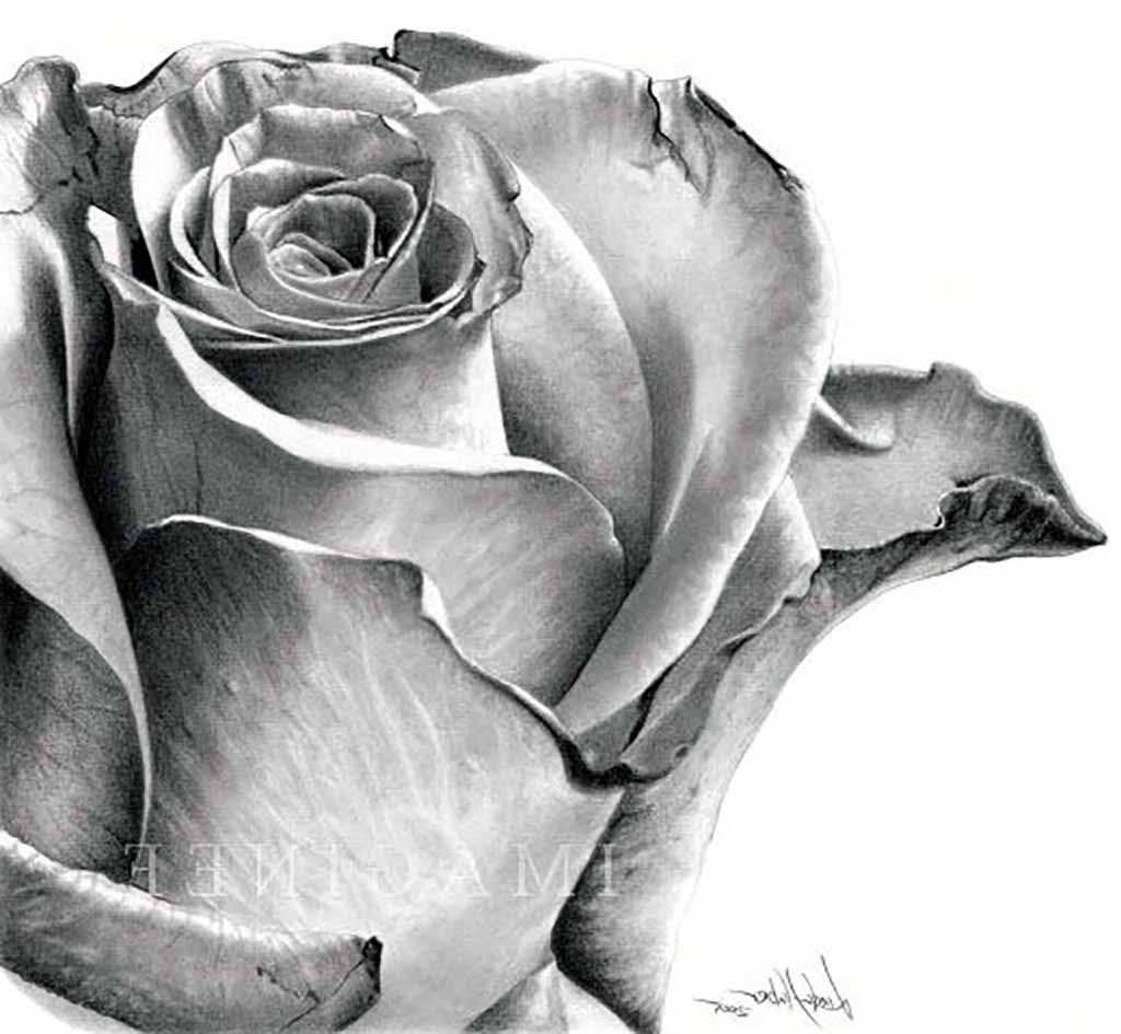 Gambar Bunga Mawar Sketsa Gambar Bunga Mawar