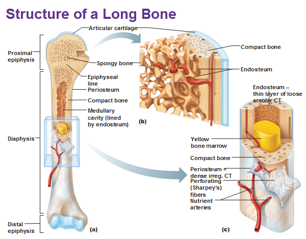 This is due to the shape of the bones, not their size. Anatomy Of Long Bone Tucci Kinesiology