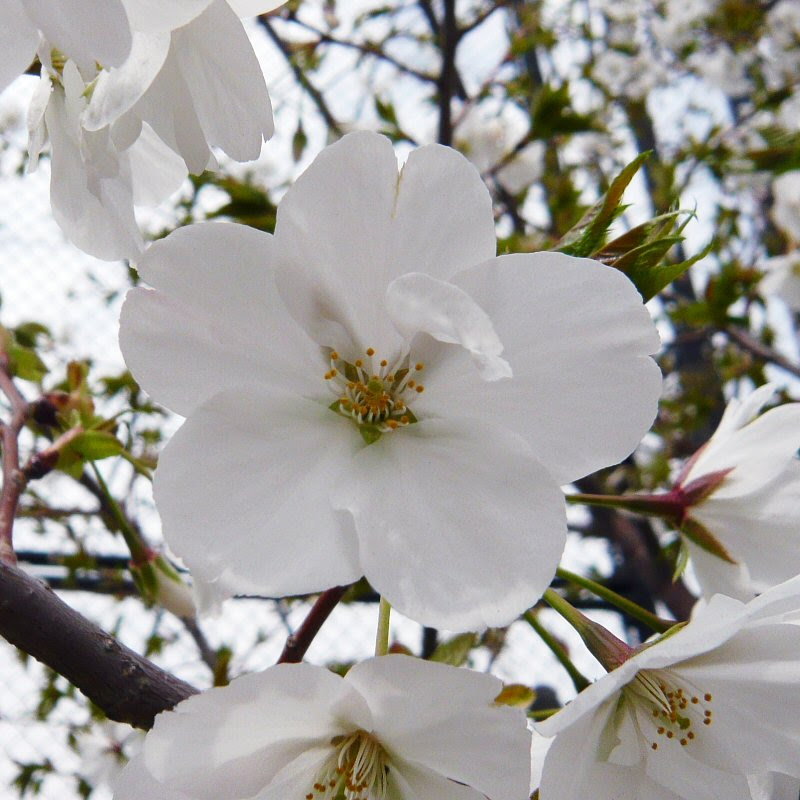 50 桜 花びら 枚数 最高の花の画像