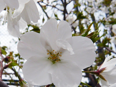 花びら 枚数 279335-花びら 枚数 桜