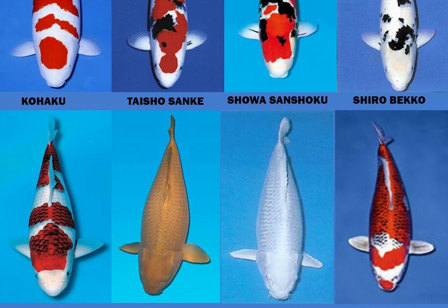 Nama Ikan  Koi  Berdasarkan Warna 