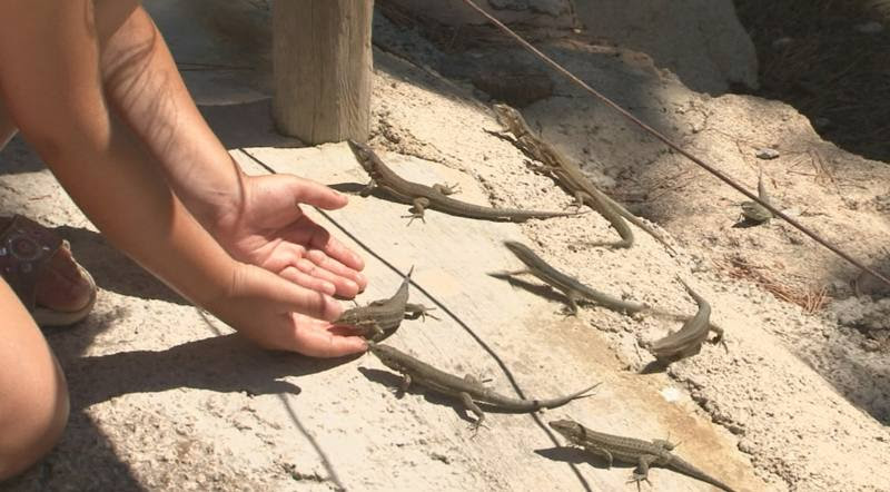 Comando al sol - La cara oculta de Mallorca - Sargantanas en la Isla de Dragonera, Mallorca.