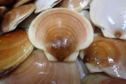 Pile of sea scallops with one centered in the foreground