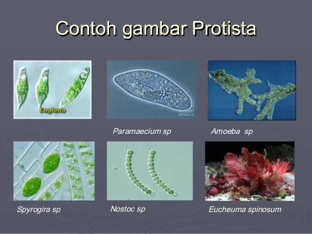  Contoh  Makhluk Hidup Sporozoa Descar 0