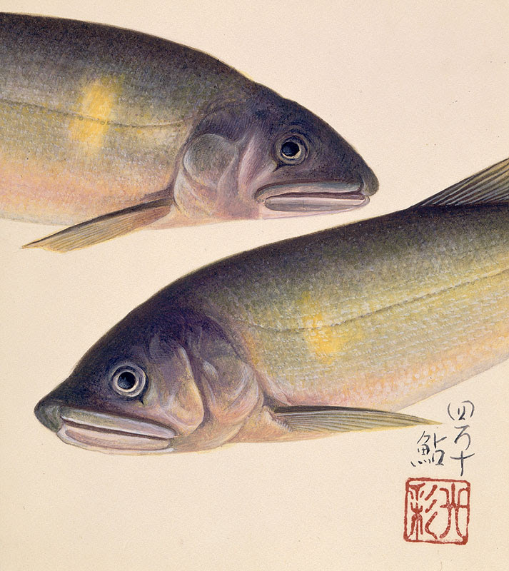 すべての動物の画像 これまでで最高の鮎 イラスト