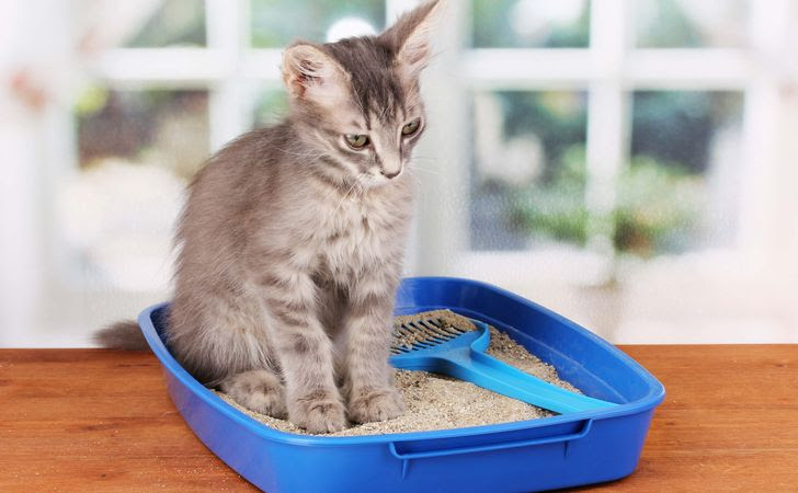イメージカタログ 50 猫 便秘 オリーブ オイル