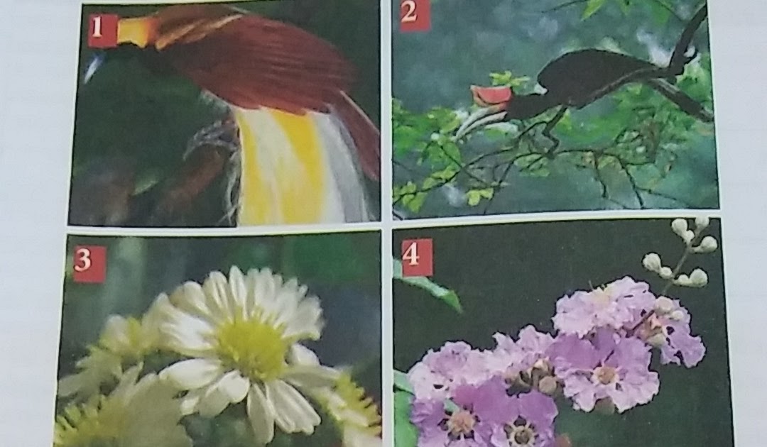 Info Baru 19 Apa Nama Gambar Flora Fauna Dan Alam Benda 