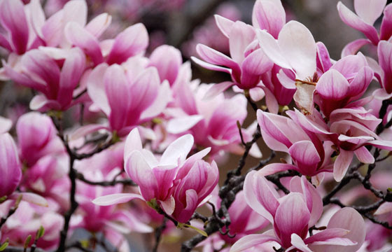 100 Epic Bestマグノリア 花束 すべての美しい花の画像