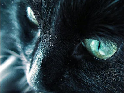 おしゃれ スマホ 壁紙 猫 かっこいい の最高のコレクション すべての美しい花の画像