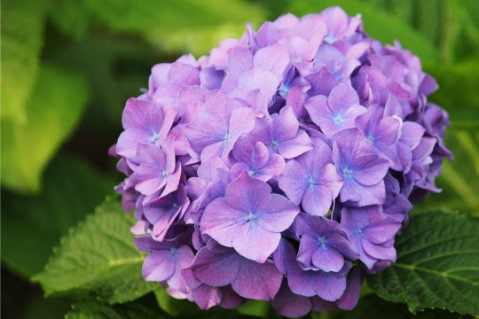 イラスト集 トップ100紫陽花 写真 フリー